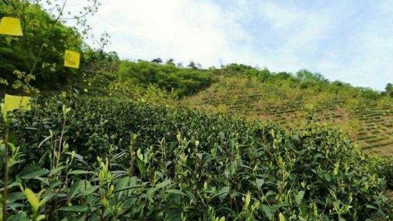 如何判断粮食种植加盟厂家直销的质量与服务